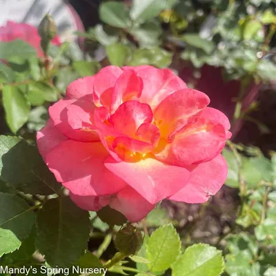 Sunrise Sunset Easy Elegance Sunset Rose | Rosa – Mandy Spring Farm  Nursery, Inc.