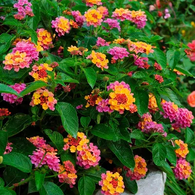 Lantana camara Landmark™ Rose Sunrise | White Flower Farm