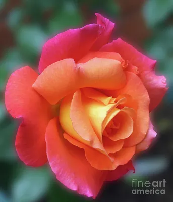 Sunrise Climber - A Rose for Christmas Photograph by Kathryn Jones - Fine  Art America