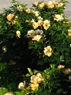 Rosa Easy Elegance® Sunrise Sunset Sunrise Sunset Rose from Prides Corner  Farms