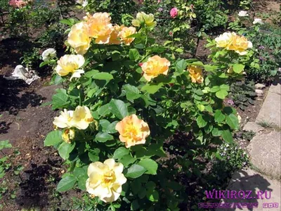 Lantana Lucky Sunrise Rose – Premier Growers, Inc.