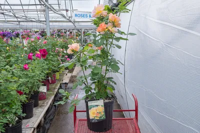 Lantana Landmark™ Rose Sunrise - Johnson Nursery Corporation