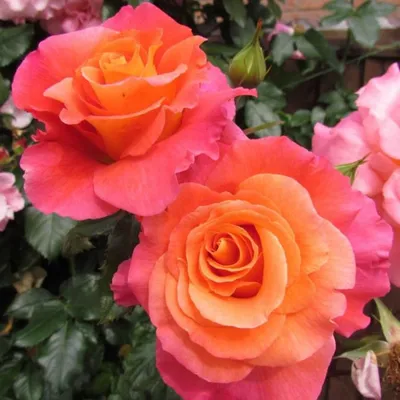 Sunrise Rose | Pink and Orange Climbing Rose | The Fragrant Rose Company