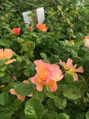 Rosa – Morden Sunrise Rose | Medary Acres