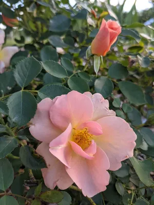 Chinook Sunrise Rose - Fedco Trees