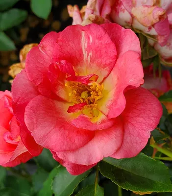 Rosa Easy Elegance® Sunrise Sunset Sunrise Sunset Rose from Prides Corner  Farms