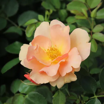 Rosa 'Radway Sunrise' - Xera Plants
