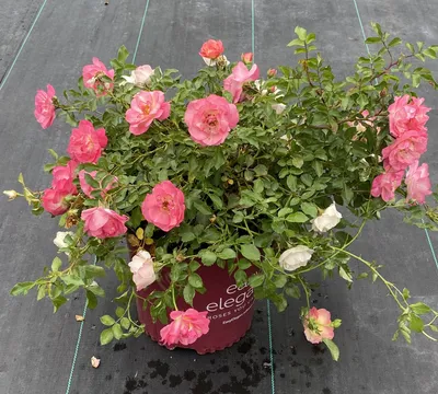 Rosa 'Chinook Sunrise' - Multiplants