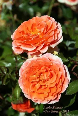 Shrub Rose, Sunrise Sunset