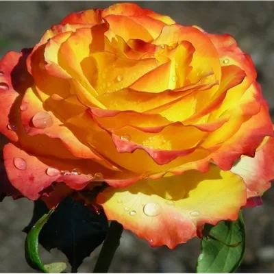 Happy Birthday (Rotary Sunrise) (Bush Rose) | Peter Beales Roses - the  World Leaders in Shrub, Climbing, Rambling and Standard Classic Roses