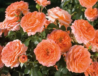 Sunrise rose | Pink and Orange Climber | Gardenroses.co.uk