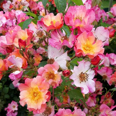 Rosa Adobe Sunrise (Floribunda) - Devil Mountain Wholesale Nursery