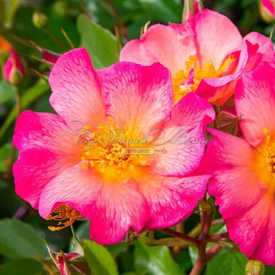 Rosa 'BAIset' - Midwest Groundcovers, LLC