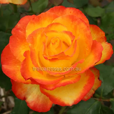 Photo of the bloom of Rose (Rosa 'Morden Sunrise') posted by Calif_Sue -  Garden.org