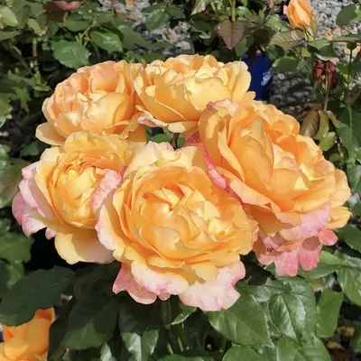 Buy Maui Sunrise Online | Chamblee's Rose Nursery