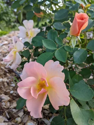 File:Rosa 'Tequila Sunrise' kz01.jpg - Wikipedia