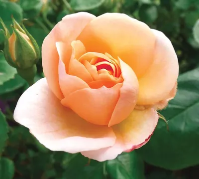 Sunrise Rose саженцы роз в питомнике | Гармония сада