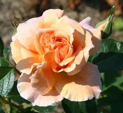 Lantana, Landmark Rose Sunrise - Burpee