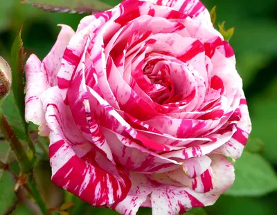 Купить саженцы Роза Сатин (Satin) в питомнике. Для сорта Роза Сатин (Satin)  есть описание, фото, цены и отзывы садоводов.