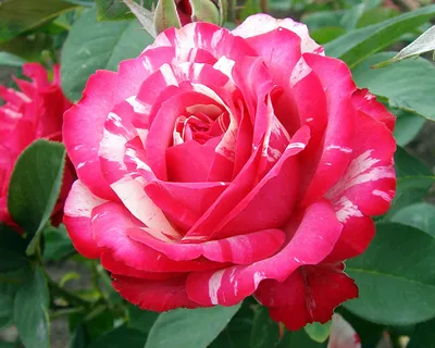 Роза Сатина Satina - купить саженцы роз с доставкой по Украине в магазине  Добродар