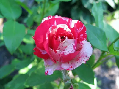 Саженцы розы Сатин купить в Москве по цене от 630 до 1125 руб. - питомник  растений Элитный Сад