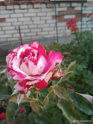 Роза почвопокровная Сатина купить в Санкт-Петербурге лисий нос Беговая  Приморский район Черная речка