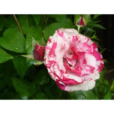 Сатин (Satin) Роза флорибунда - цветёт обильно, повторно. Сорт розы  обладает тонким, приятным ароматом. Окрас оригинальный - пёстрый, малиновый  с белыми пятнами, среди бутонов и распустившихся цветков одинакового  рисунка не найти. Устойчивость