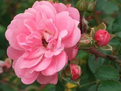 Роза чайно-гибридная Satin (Сатин) - «Прекрасная роза» | отзывы