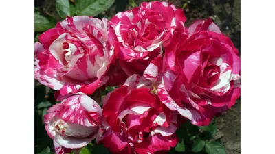 Серая роза из креп-сатина и органзы. Цветы из ткани купить в  интернет-магазине Ярмарка Мастеров по цене 1200 ₽ – 593SDBY |  Брошь-булавка, Санкт-Петербург - доставка по России