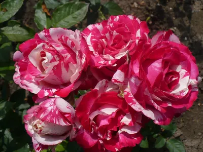 Роза Сатин (однолетний, ОКС) - купить Розы чайно-гибридные в Киеве и  Украине, выгодная цена Роза Сатин в интернет-магазине Agrostore ТМ  (Агростор)