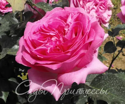 зимняя роза абстрактная сатина белая покрашенная стена текстура розы цветы  цветок цветок уникален современная домашняя стена декор Стоковое Фото -  изображение насчитывающей агенства, красивейшее: 264474414