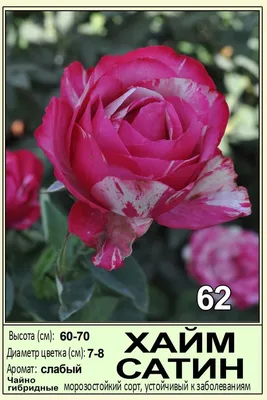 Сатин \"Ткань хлопок 100% 3PRINTA для шитья и рукоделия с принтом красные  розы на белом\" отрез 50х160см (33-47) - купить с доставкой по выгодным  ценам в интернет-магазине OZON (966515639)