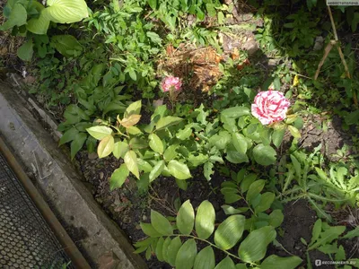 Белая роза Сатин, цветок с жемчужиной, изолированный на белом Стоковое  Изображение - изображение насчитывающей день, подарок: 175420727