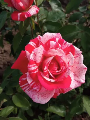 БОРТИКИ КОСЫ ПЕЛЕНКИ ПЛЕДЫ on Instagram: “Розовые розы, о-оОо-о 😄 ⠀  НЕЖНЕЙШИЕ ПРОСТЫНИ НА РЕЗИНКЕ ⭐️ шьём из премиум сатина (100… | Розовые розы,  Пеленки, Простыня