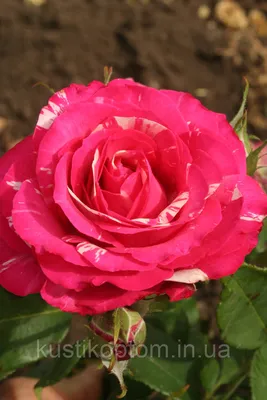 Купить Сатин розовый принт с рисунком розы, 1 м (031-009-110) по низкой цене