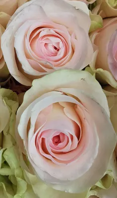 Rose Senorita - Standard Rose - Roses - Flowers by category | Sierra Flower  Finder
