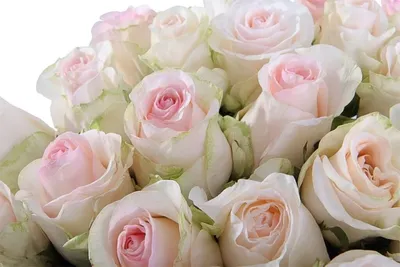 Senorita Rose (100 Stems) — Farm Direct Rose