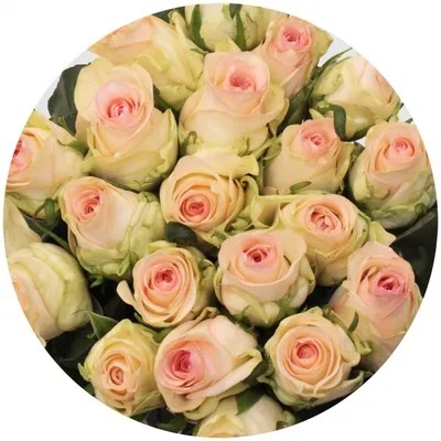 Букет купить букет 21 роза сеньорита с доставкой по Москве| FlowerGett