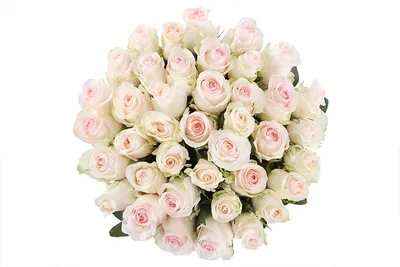 Wholesale Flowers | Blush Senorita Roses | Fabulous Florals