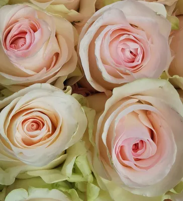 Rose Senorita - Standard Rose - Roses - Flowers by category | Sierra Flower  Finder