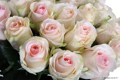 Купить Сеньорита оптом с доставкой - AVRORA flowers