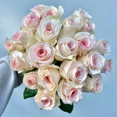 21 роза Сеньорита - ЦветыСтолицы.ру