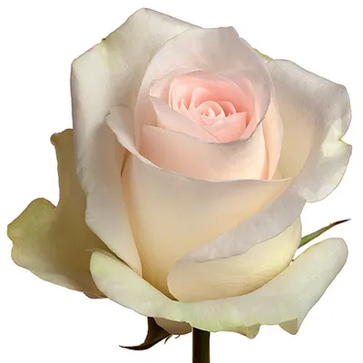 Roses Light Pink Senorita – FloralSection.com