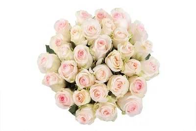 Купить букет 51 роза сеньорита с доставкой по Москве | zhflowers.ru