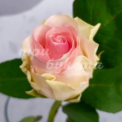 Роза \"Сеньорита\" - Салон цветов \"Ирис\"