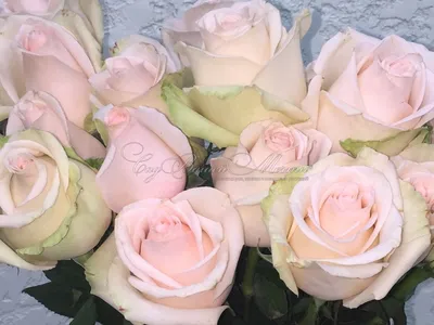 Роза Senorita (Сеньорита) – купить саженцы роз в питомнике в Москве