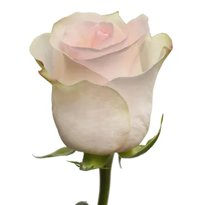 Buy Señorita Rose Online / Cut Flowers in Chisinau, Moldova