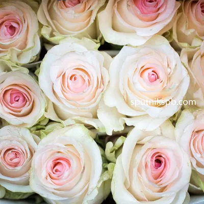 Jual bunga rose senorita / bunga mawar senorita asli segar cantik - Jakarta  Barat - Mikasa | Tokopedia