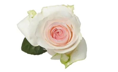 Rose Senorita Pink Pink 60 cm - FMI Farms