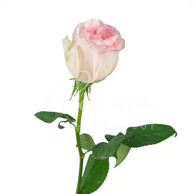 Senorita Roses - 25st. - Ramirez Wholesale Flowers Inc